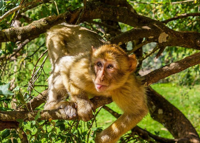 Monkey Forest The monkey forest in Rocamadour - Camping La Bouysse photo
