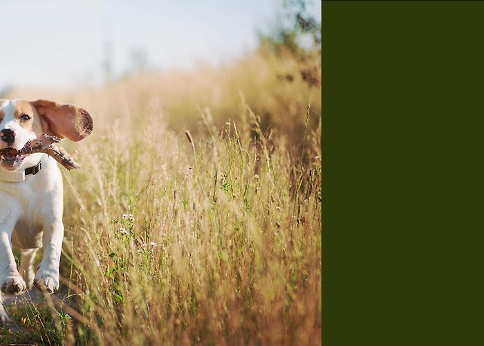 Boswachterij Staphorst Natuurproject Hondenspeelbos Punthorst | Natuurhuisje.nl photo