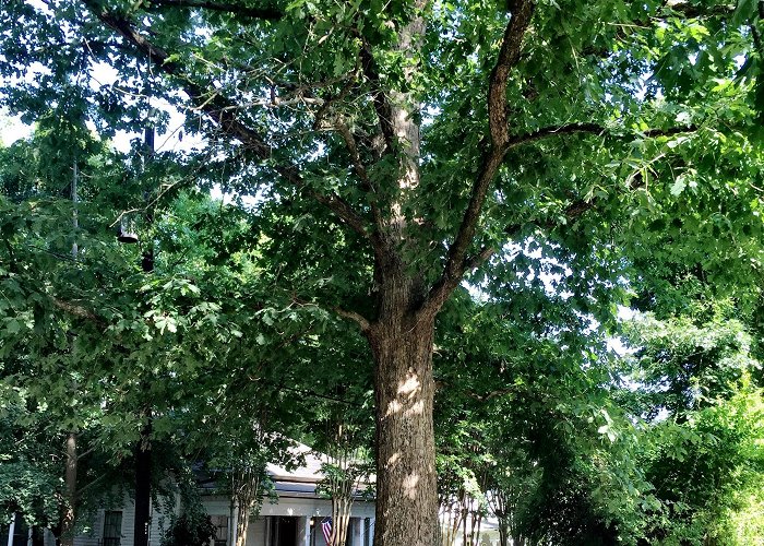 Dearing Street Historic District The Tree That Owns Itself photo