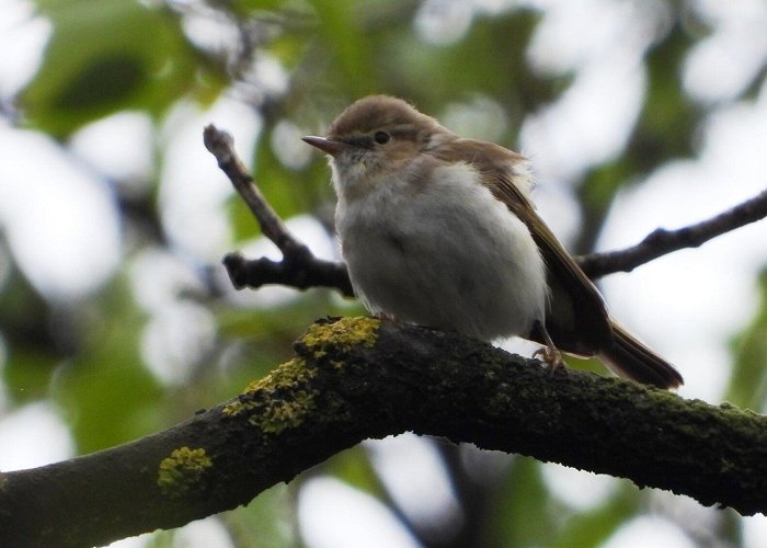 Boswachterij Kootwijk Zeer zeldzame zangvogel bij Kootwijk - Barneveldse Krant | Nieuws ... photo