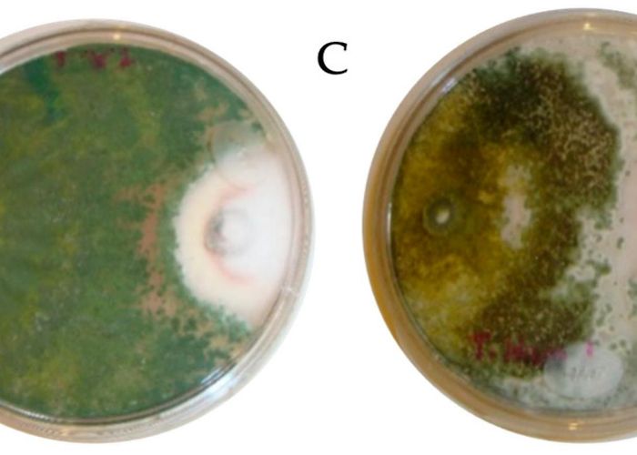 Chapingo Horticulturae | Free Full-Text | In Vitro Study of the ... photo