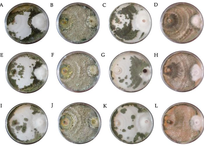 Chapingo Horticulturae | Free Full-Text | In Vitro Study of the ... photo