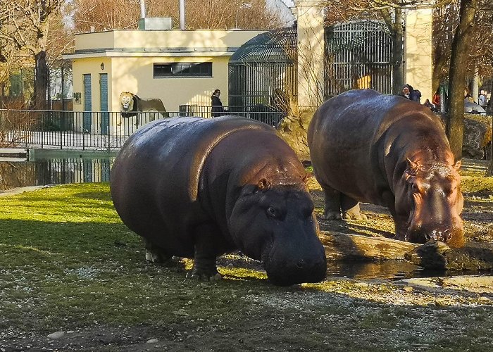 Schönbrunn Zoo Top 15 Magnificent Animals in Schönbrunn Zoo & Their Conservation ... photo