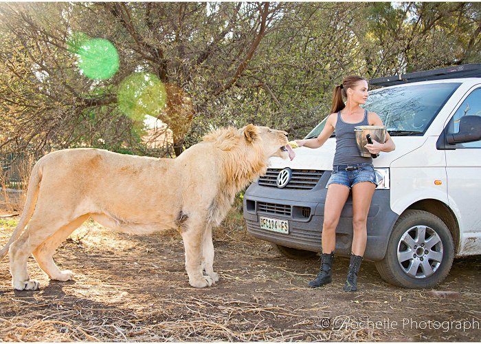 Bagamoya Wildlife Estate Rochelle Photography - the gorgeous Sharine and her pride ... photo