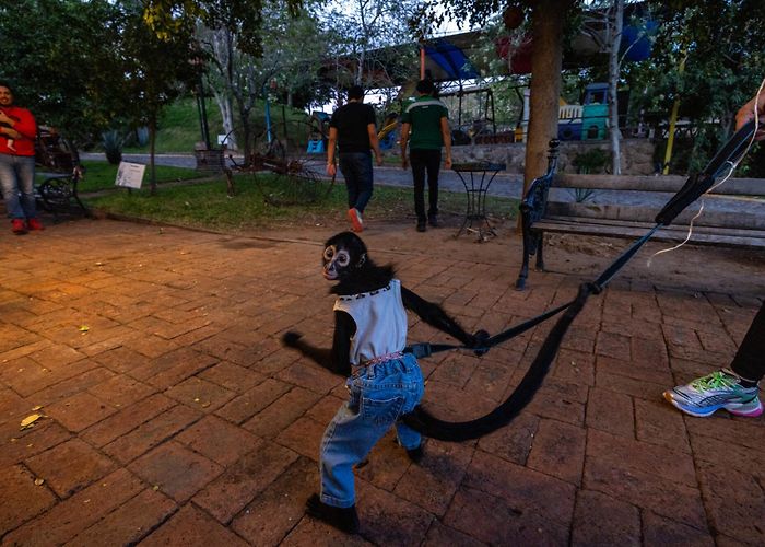 Story Book Park A monkey in a bullet-proof vest: Meet Mexico's exotic pets - Los ... photo