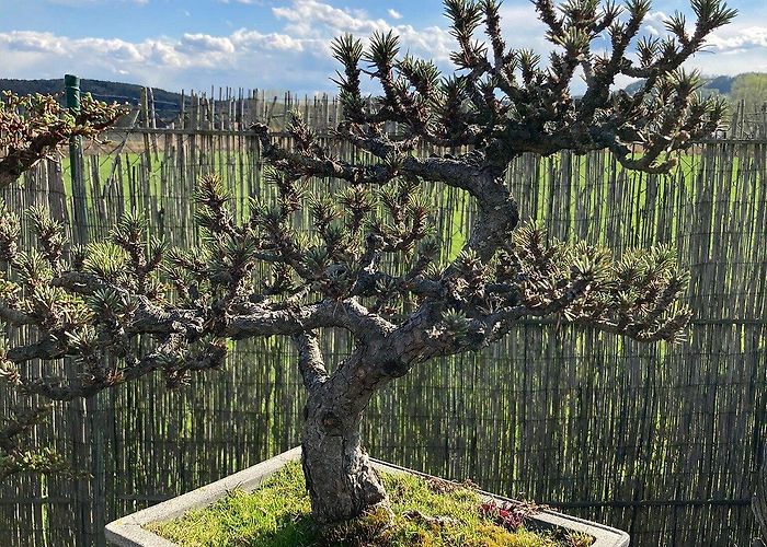 Greifvogelwarte Riegersburg Bonsai Schaugarten (Riegersburg, Austria): Address - Tripadvisor photo