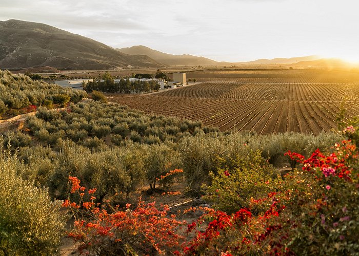 El Cielo Winery Things to Do in Valle de Guadalupe in 2024 | Expedia photo