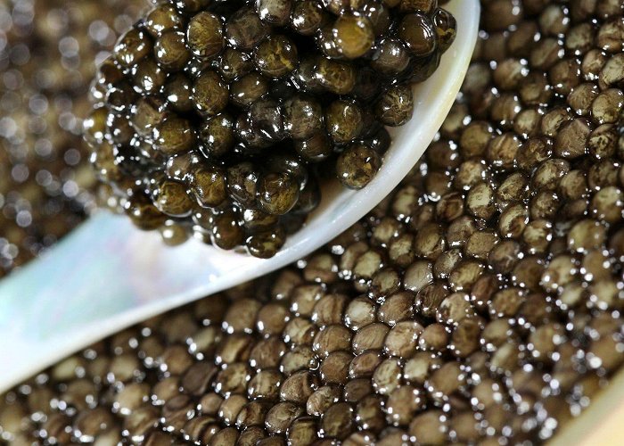 Caviar factory of Les Caviar Perle Noire - Visits and tastings in Les Eyzies de Tayac ... photo