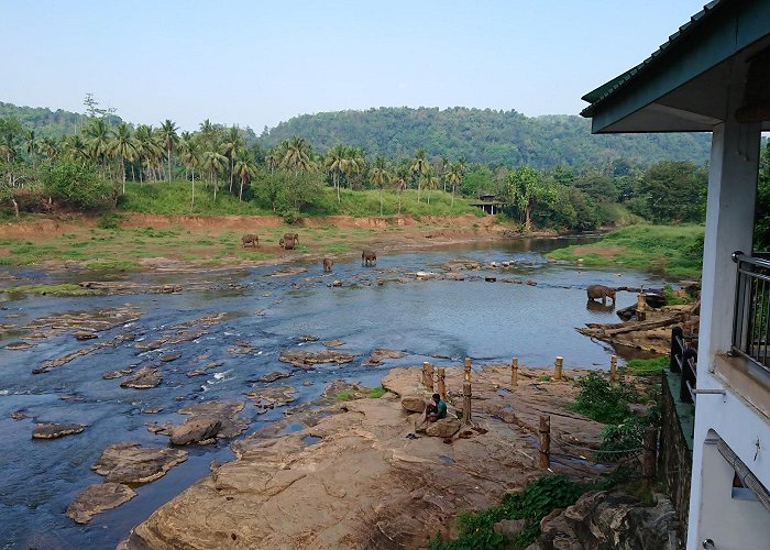 Pinnawala (Kegalle) photo