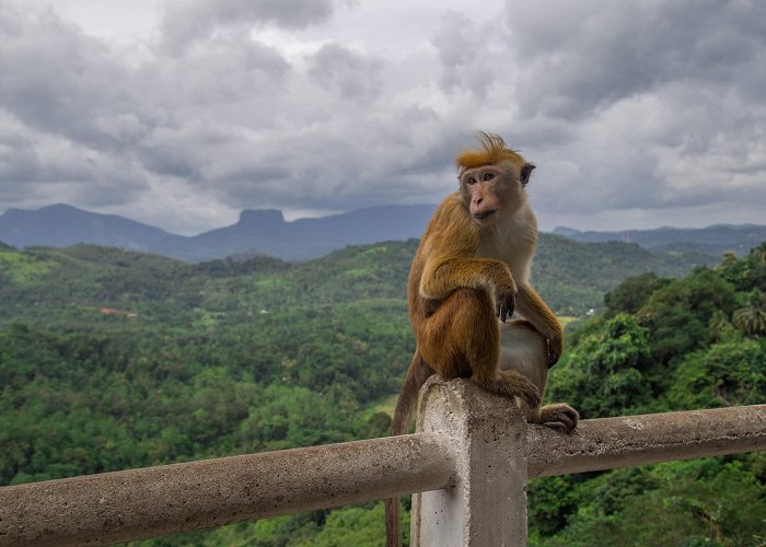 Pinnawala (Kegalle) photo