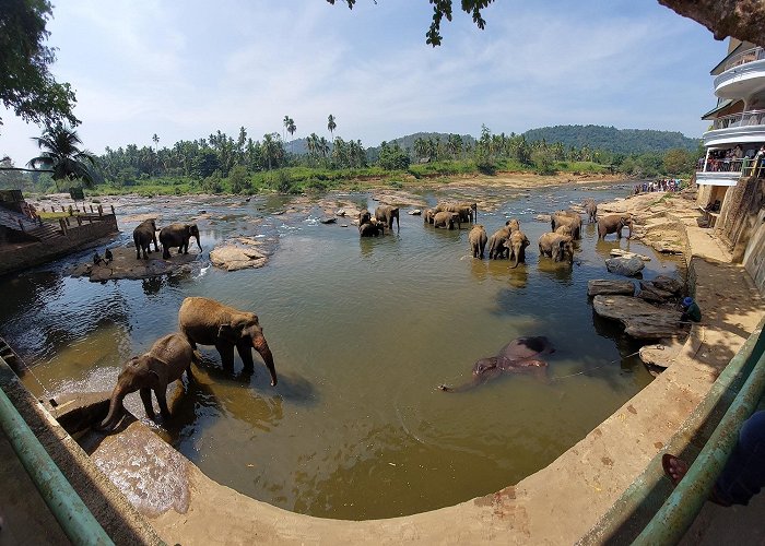 Pinnawala (Kegalle) photo