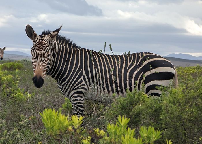 Swellendam photo