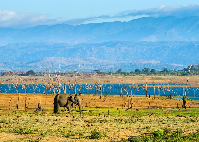 Udawalawe photo