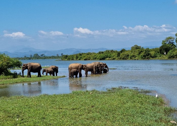 Udawalawe photo