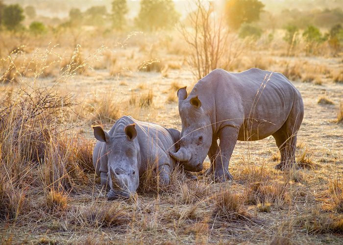 Mabula Game Reserve photo