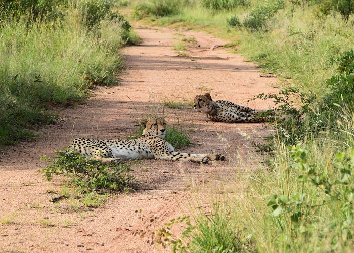 Mabula Game Reserve photo