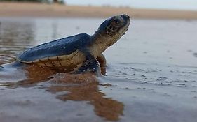 Turtle Watch Cabana Bed and Breakfast Tangalle Exterior photo