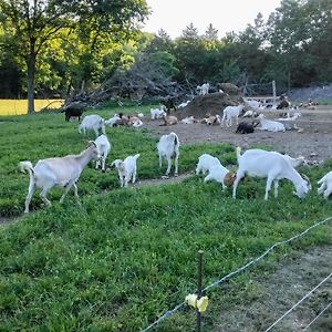 Unique Creekside Escape - Enjoy On-Site Goats! Villa Florence Exterior photo