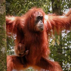 Hotel Sumatra Jungle Trek In & Orangutan Trips Bukit Lawang Exterior photo