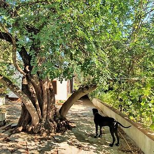 Narboni Mannu Bed and Breakfast Teulada Room photo