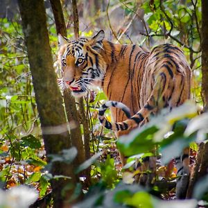 Royal Tiger Cottage Bardiya Exterior photo