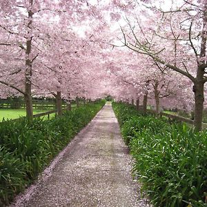 English Cherry Tree Manor Bed and Breakfast Tamahere Exterior photo