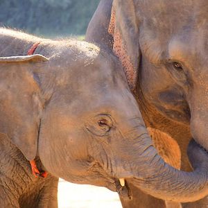 Elephant Retirement Park Villa Chiang Mai Exterior photo